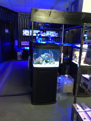 bermuda triangle tropical fish