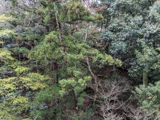 iwaso by null