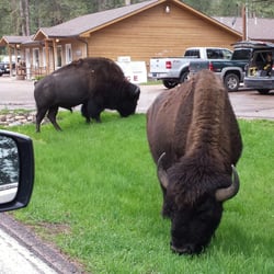 Hisega Lodge - These guys are so huge...but totally unconcerned with tourists going by!