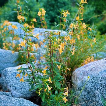 Monrovia Canyon Park - Native Sticky Monkeyflowers all along the trail! (June 2025) - Hiking Near Me - Monrovia, California Monrovia Canyon Park - Native Sticky Monkeyflowers all along the trail! (June 2025) - Hiking Near Me - Monrovia, California