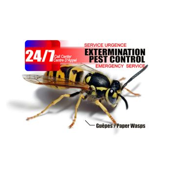 24/7 Extermination Service - Wasps Service - 89.95$  Call Us Now! 438-880-3663 - Pest Control Near Me - Laval, Quebec