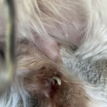 K9 Loft - The dewclaw after I had to take the matting away from it - Pet Groomers Near Me - Los Angeles, California K9 Loft - The dewclaw after I had to take the matting away from it - Pet Groomers Near Me - Los Angeles, California