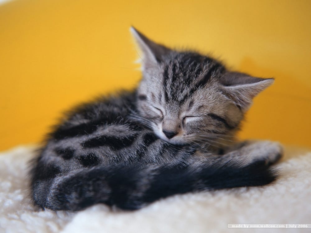 cats at home feline hospital