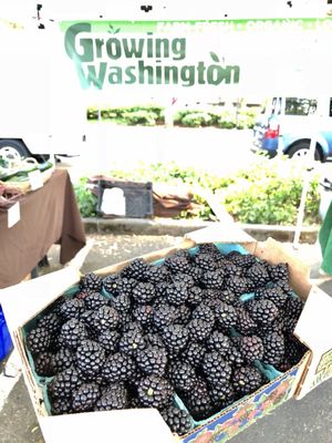Lake City Farmers Market by null