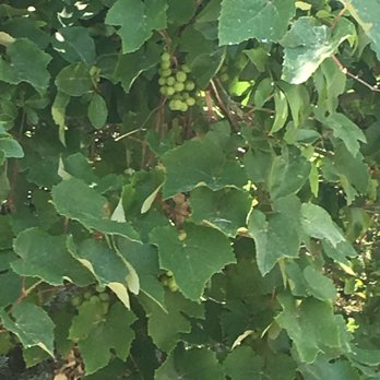 Pasta Cafe - There are actual grapes growing outside!! - Italian Near Me - Roswell, New Mexico Pasta Cafe - There are actual grapes growing outside!! - Italian Near Me - Roswell, New Mexico