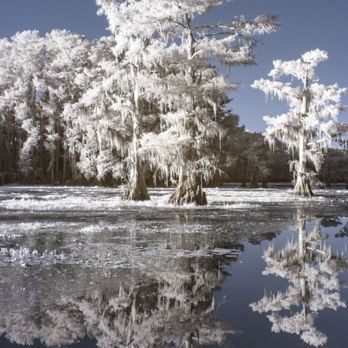 Caddo Lake State Park - Parks Near Me - Karnack, Texas
