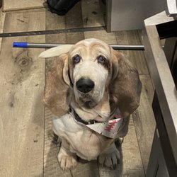Powell’s Pups - Freshly groomed 13-year-old basset hound