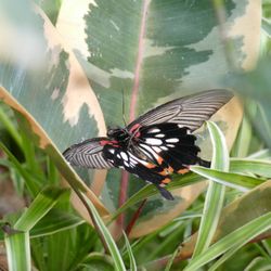 Allgäuer Schmetterling Erlebiswelt