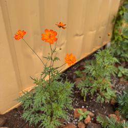 Kauai | Magical Wellness Massage - Beautiful cosmos flowers