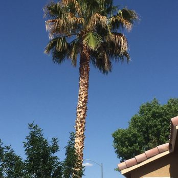 Treepro - This is the before pic but I took it from back yard so it's showing from a different view as my after pic... - Tree Services Near Me - Las Vegas, Nevada