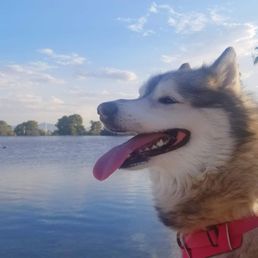 Zelda at the park in June 2022