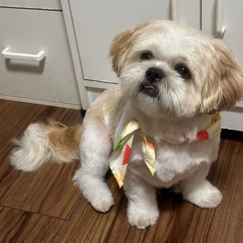 Bella Banana Pet Spa - My baby Kai looking handsome after getting groomed by Bryanna - Pet Groomers Near Me - Torrance, California Bella Banana Pet Spa - My baby Kai looking handsome after getting groomed by Bryanna - Pet Groomers Near Me - Torrance, California