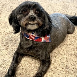 Town and Country Grooming