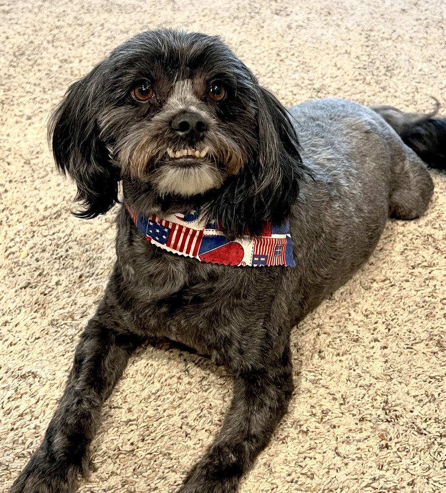 TOWN AND COUNTRY GROOMING Updated September 2024 29 Photos 3129 E