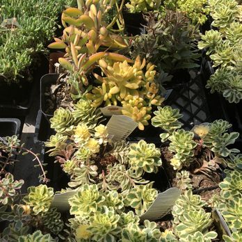 West Valley Nursery - Nurseries & Gardening Near Me - Tarzana, California West Valley Nursery - Nurseries & Gardening Near Me - Tarzana, California
