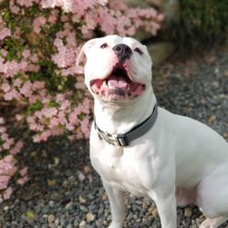 temple emergency vet