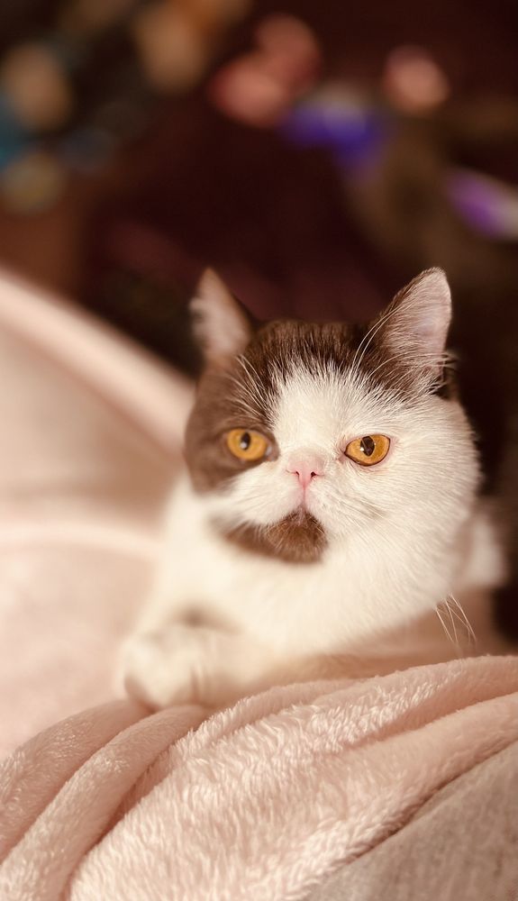 MON CHÉRI CATTERY Updated September 2024 20 Photos Booneville