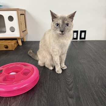 Tail Town - Pet Adoption Near Me - Pasadena, California