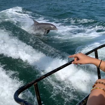 Sea Screamer - Dolphins at play! - Boat Charters Near Me - Tampa Bay, Florida