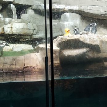 Shedd Aquarium - Penguins - Aquariums Near Me - Chicago, Illinois