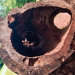 Kemper Park - Hollow Tulip Poplar Log
