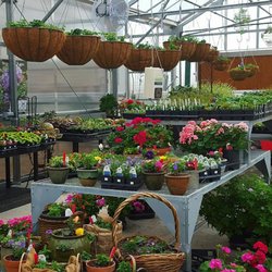Harmony Nursery & Daylily Farm - Greenhouse Full of Annuals