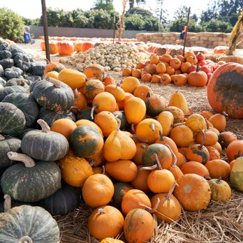McGrath Brothers Great Pacific Pumpkins - Pumpkin Patches Near Me - Ventura, California McGrath Brothers Great Pacific Pumpkins - Pumpkin Patches Near Me - Ventura, California