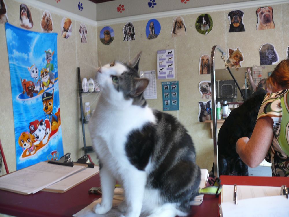 RUFF N STUFF DOG GROOMING Updated August 2024 671 Memorial Avenue