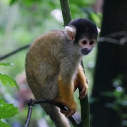 Apenheul - Boliviaans doodshoofdaapje.