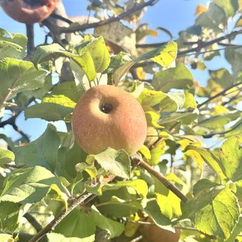 Justus Orchard - Fruits & Veggies Near Me - Hendersonville, North Carolina Justus Orchard - Fruits & Veggies Near Me - Hendersonville, North Carolina