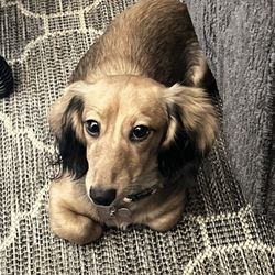 North Shore Pet Sitters