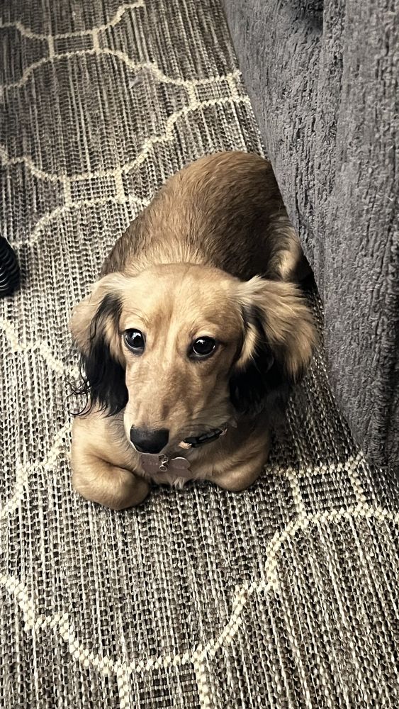 North Shore Pet Sitters - pet boarding facility in Chicago, IL