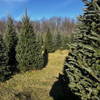 Wintergreen Tree Farm - Fraser Fir - Christmas Trees Near Me - Mantua, Ohio Wintergreen Tree Farm - Fraser Fir - Christmas Trees Near Me - Mantua, Ohio