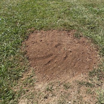 Eden Tree Care - After: Stump gone! - Tree Services Near Me