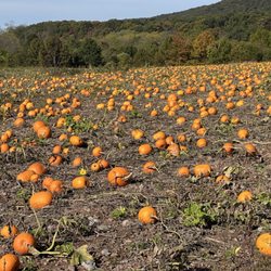 Kenny Stehr & Sons Farm