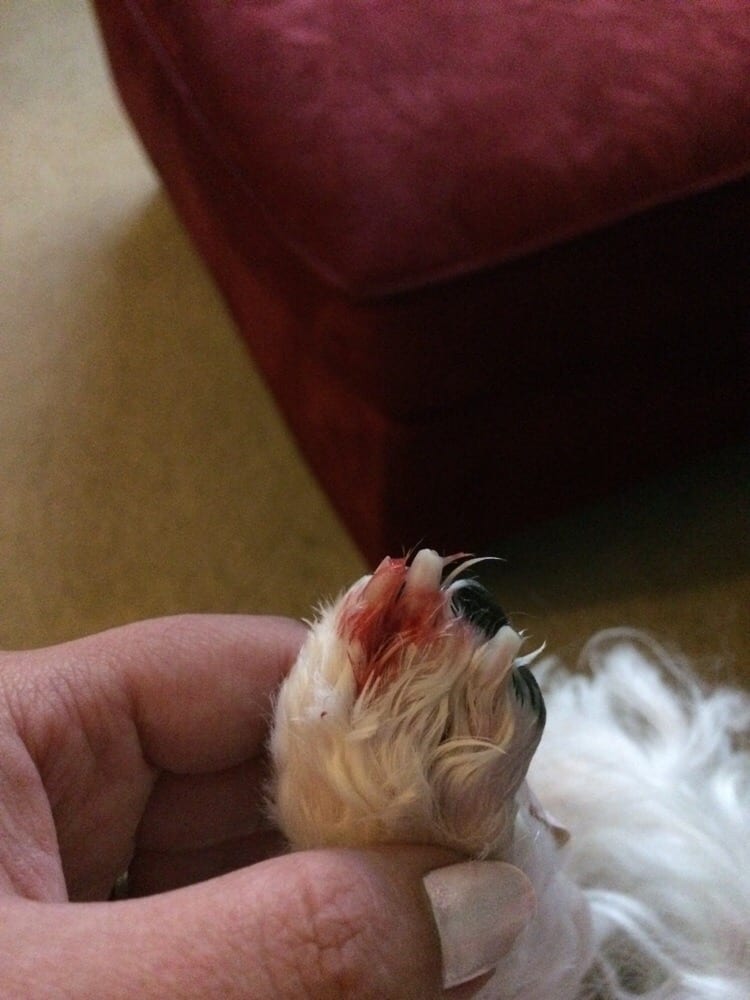 DOG GONE BEAUTIFUL GROOMING Updated September 2024 5382 198a Street