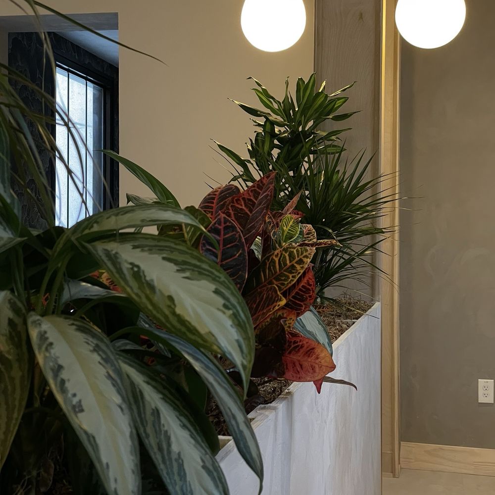 Kyotobrew - Plants in the middle dividing the space - Bakeries Near Me - Lancaster, Texas