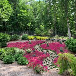Arborcrest Gardens - Wave petunias