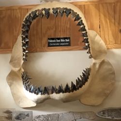 Past & Present - Megalodon jaws
