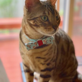 Bengal Babies Cattery - Pet Sitting Near Me Bengal Babies Cattery - Pet Sitting Near Me