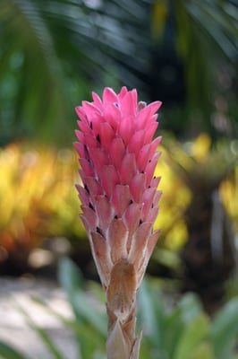 Botanical Garden of Rio de Janeiro by null