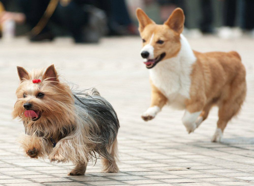 HOPKINS ROAD ANIMAL HOSPITAL Updated August 2024 643 Hopkins Rd