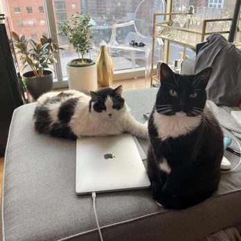 Cats Home - My cats, Cami and guava - Pet Sitting Near Me