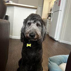 Pawsitively Dogs Grooming LLC - Black Goldendoodle