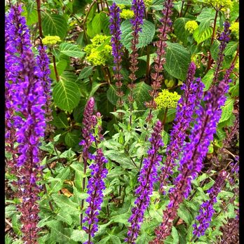 Durant-Kenrick House and Grounds - Salvia in bloom as well as peonies and roses. - Museums Near Me - Newton, Massachusetts Durant-Kenrick House and Grounds - Salvia in bloom as well as peonies and roses. - Museums Near Me - Newton, Massachusetts