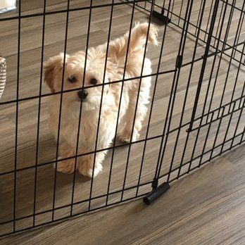 PetSmart - My Handsome baby before placed in Bad hands - Pet Stores Near Me - Manchester, Missouri PetSmart - My Handsome baby before placed in Bad hands - Pet Stores Near Me - Manchester, Missouri