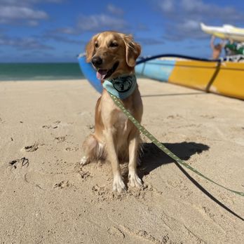 Island Dog Obedience - Pet Training Near Me - Honolulu, Hawaii Island Dog Obedience - Pet Training Near Me - Honolulu, Hawaii