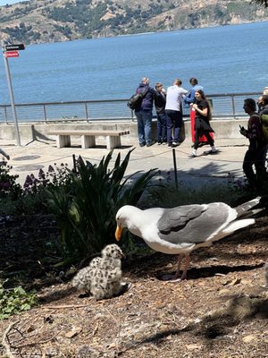 Alcatraz Island by null