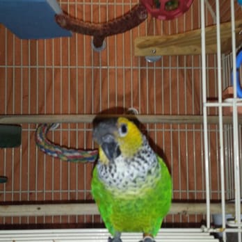 pets at home rochester