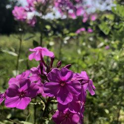 Audubon Center Bent of the River - Flowers in the meadow